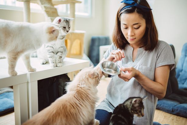 心理学家说，爱猫“说明了很多关于你的事情”——并不是你想的那样